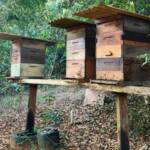 Sorriso realiza II Workshop de Apicultura e Meliponicultura no Dia Mundial da Abelha