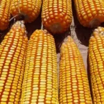Compradores seguem retraídos com aumento na estimativa de produção de milho