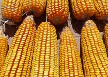 Compradores seguem retraídos com aumento na estimativa de produção