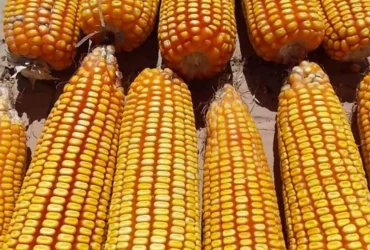 Compradores seguem retraídos com aumento na estimativa de produção