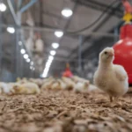 Justiça de Mato Grosso condena construtora a indenizar dono de aviários por goteiras e ferrugem em barracões