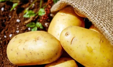 Batata dispara