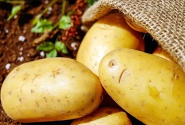 Batata dispara