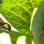 Frente fria alivia calor em Mato Grosso, mas avanço do bicudo acende alerta nas lavouras de algodão