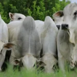 Preço do boi gordo em Mato Grosso resiste à pressão nacional, mas cautela nas exportações liga alerta