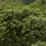 Desmatamento na Mata Atlântica cai 28% e atinge menor nível da série histórica