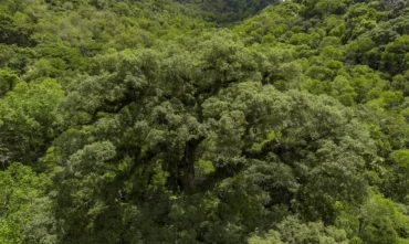 Desmatamento na Mata Atlântica cai 28% e atinge menor nível da série histórica