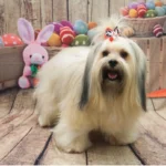 Força-tarefa investiga pet shop clandestino em Cuiabá após cachorro sofrer queimaduras graves