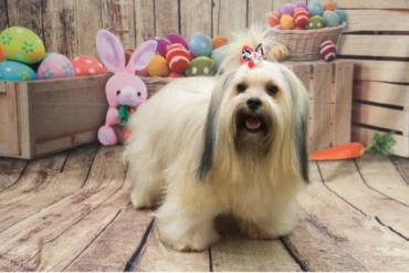 Cachorro sofre queimaduras
