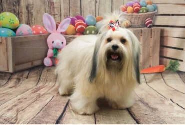 Cachorro sofre queimaduras