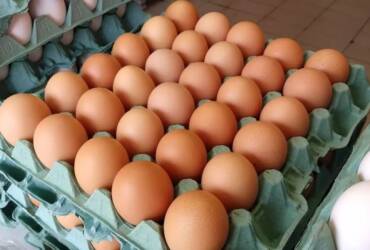 Mesmo com o avanço da segunda quinzena de maio, período em que a demanda por ovos geralmente perde força, o equilíbrio entre a disponibilidade interna e a procura pela proteína tem contribuído com a sustentação dos preços na maioria das regiões acompanhadas pelo Cepea. Segundo o Cepea, a expectativa do setor é de que o ritmo das vendas desacelere nos próximos dias, conforme o mês avança. Por outro lado, os estoques controlados nas granjas podem continuar limitando um recuo mais expressivo das cotações. Ao mesmo tempo, de acordo com pesquisadores do Cepea, a frente fria atual que atinge diversas regiões produtoras tem deixado o setor em alerta quanto aos possíveis impactos sobre a produção da proteína.