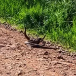 Vídeo fascinante de acasalamento de cobras cascavéis surpreende na estrada