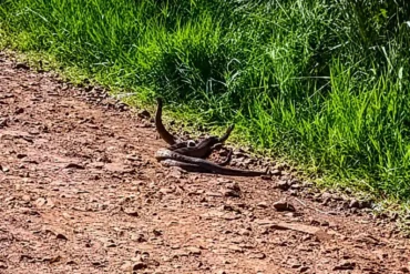 Flagra Inusitado: Acasalamento de Cobras Cascavéis Viraliza nas Redes Sociais
