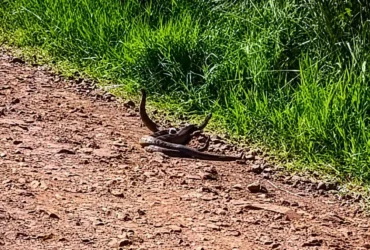 Flagra Inusitado: Acasalamento de Cobras Cascavéis Viraliza nas Redes Sociais