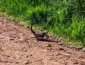 Vídeo fascinante de acasalamento de cobras cascavéis surpreende na estrada