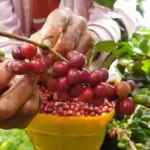 Chuvas no início da colheita preocupam cafeicultores