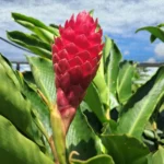 Projeto da Unemat em Tangará incentiva floricultura familiar