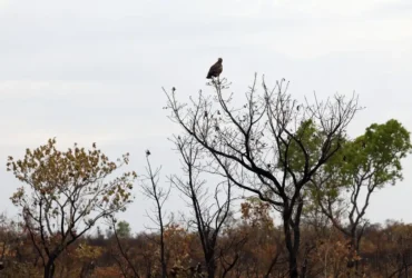 Tecnologia fortalece combate a incêndios no Cerrado com monitoramento em tempo real
