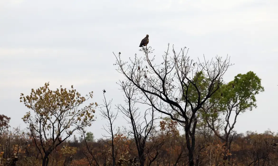 Tecnologia fortalece combate a incêndios no Cerrado com monitoramento em tempo real