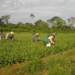 Prêmio destaca agricultura familiar e inovação climática