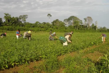 Prêmio destaca agricultura familiar e inovação climática