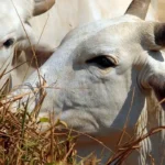 União Europeia veta carne brasileira a partir de setembro