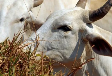 União Europeia veta carne brasileira a partir de setembro