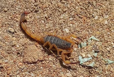 Escorpiao