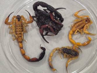Escorpiões em laboratório