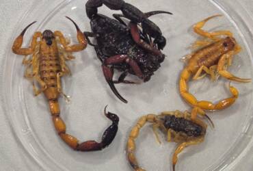 Escorpiões em laboratório