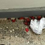 Serpente falsa coral é encontrada em sala de informática de instituto federal em MT