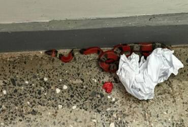 Serpente falsa coral é encontrada em sala de informática de instituto federal em MT