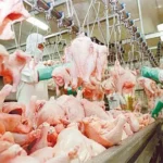 Exportações de frango apresentam recordes históricos