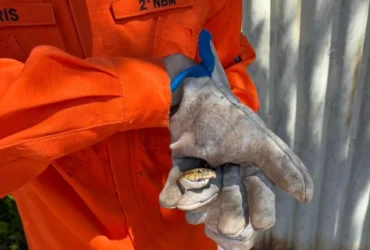 Bombeiro segurando jararaca