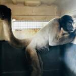 Sema MT envia jacarés albinos e macacos ameaçados para santuário de preservação em Minas Gerais