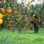 Preço em queda e custo em alta desafiam a sustentabilidade da citricultura em 2026