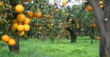 Preço em queda e custo em alta desafiam a sustentabilidade da citricultura em 2026