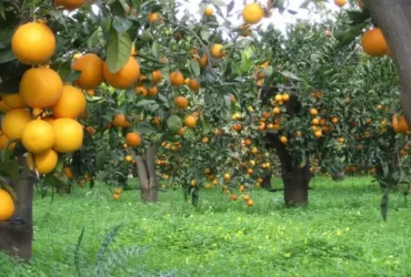 Preço em queda e custo em alta desafiam a sustentabilidade da citricultura em 2026