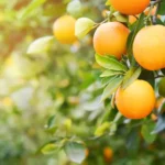Negociações de laranja se iniciam com ofertas abaixo da safra anterior