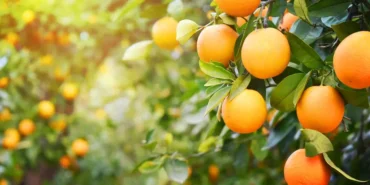 Pe_de_laranja_593811710