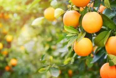 Pe_de_laranja_593811710