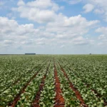 Mato Grosso produz um quarto do biodiesel do Brasil e lidera setor