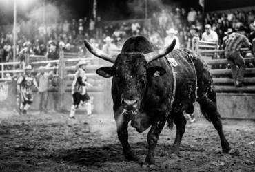Touro de rodeio em preto e branco
