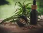 Canabidiol ganha espaço em projeto de apoio a mães e crianças atípicas em Fernando de Noronha