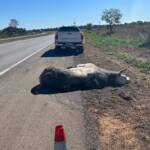Volvo fica destruído após atingir touro na BR-163, mas tecnologia salva vida de médico
