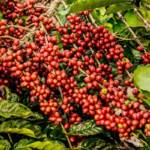 Colheita pressiona valor do café arábica em maio