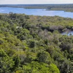 Fundo Amazônia quadruplica ritmo de aprovações e amplia impacto na Amazônia
