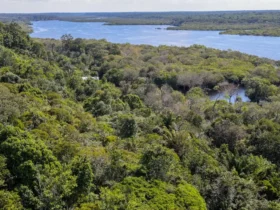 Fundo Amazônia quadruplica ritmo de aprovações e amplia impacto na Amazônia
