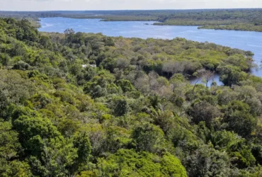 Fundo Amazônia quadruplica ritmo de aprovações e amplia impacto na Amazônia