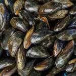 Microplásticos podem contaminar mexilhões consumidos por humanos, aponta estudo